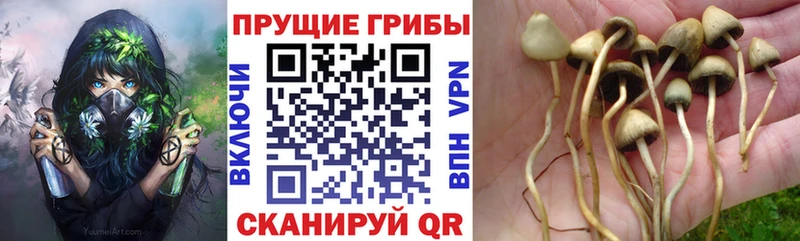 закладка  MEGA рабочий сайт  Псилоцибиновые грибы прущие грибы  Берёзовский 